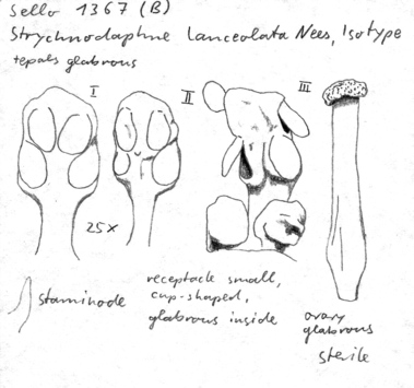 Vorschaubild Strychnodaphne lanceolata Nees